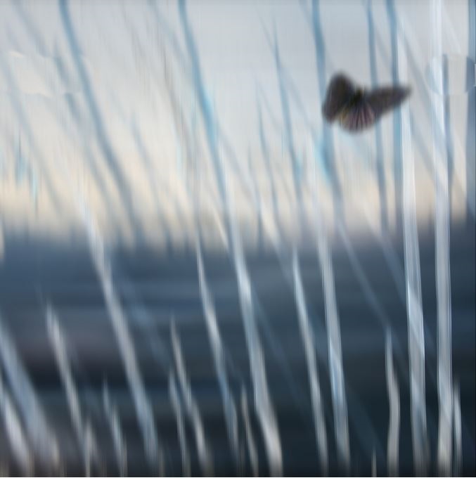 Motyl.jpg, 61kB