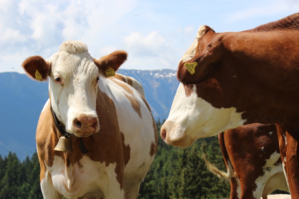 Safranek01_2570.JPG, 164kB