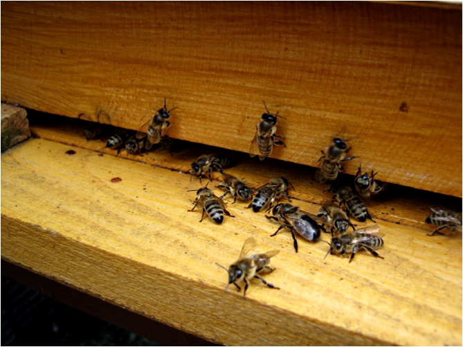 Obr16TrubecNaCesne.jpg, 127kB