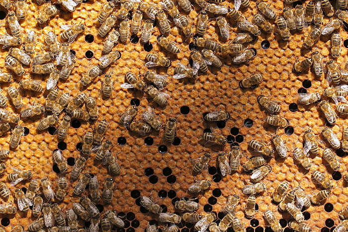 ZAvickovanyPlod.jpg, 348kB